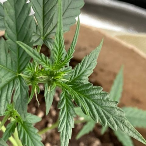 Gelato 007 growlog photo: Starting to Bud more and more!!
