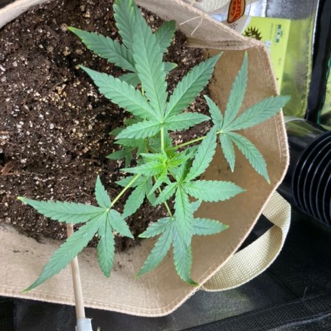 ZKittles 007 growlog timeline photo