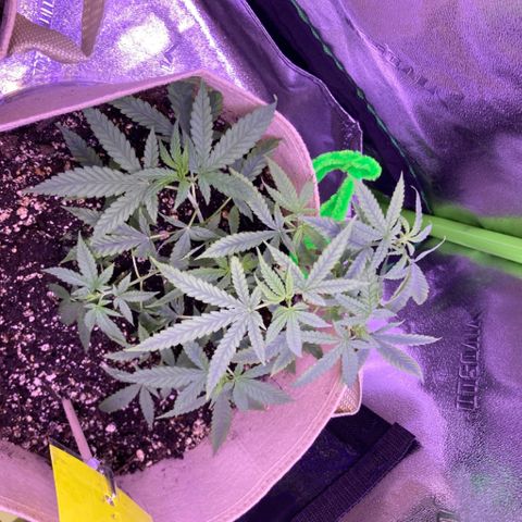 Gelato 007 growlog timeline photo