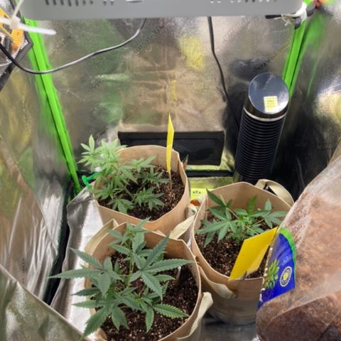 ZKittles 007 growlog photo: Everything looking good!!!