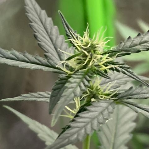 Gelato 007 growlog photo: Budding nicely…
