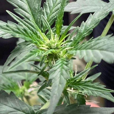 Gelato 007 growlog photo: Budding nicely…