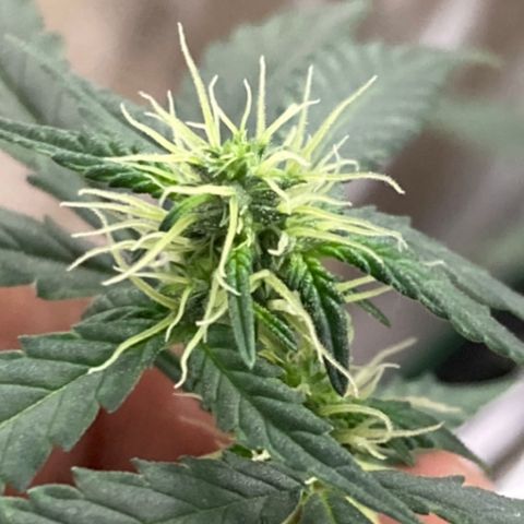 Gelato 007 growlog photo: Budding nicely…