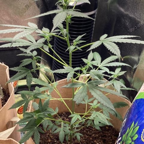 Gelato 007 growlog photo: Budding nicely…