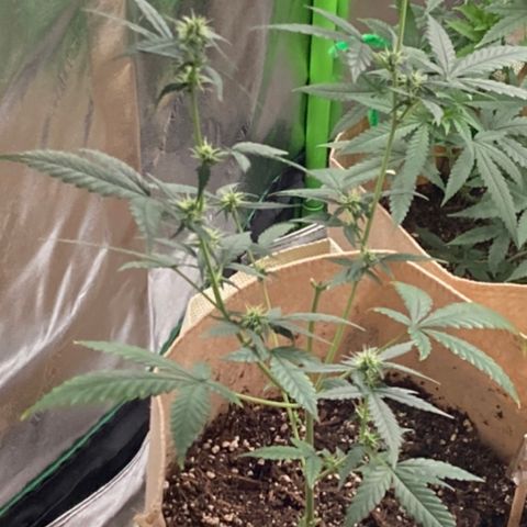 Gelato 007 growlog photo: Budding nicely…