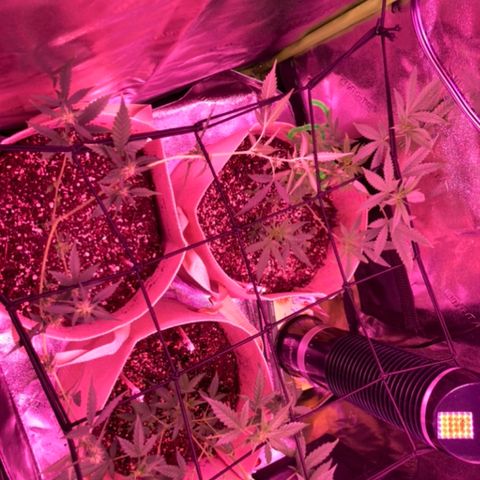 ZKittles 007 growlog photo: Installing Net