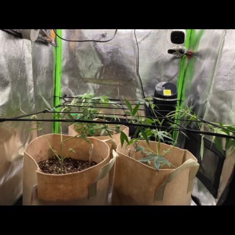 ZKittles 007 growlog photo: Installing Net