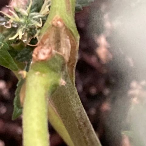 Gelato 007 growlog photo: Noticed i broke into main stem when pushing down the net! 😣