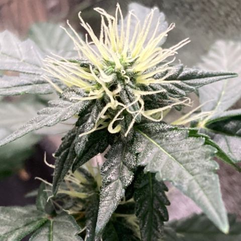 Gelato 007 growlog photo: Major buds during main stem break 😔