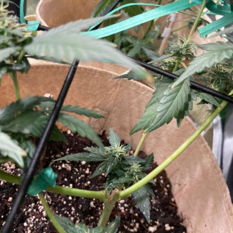 Gelato 007 growlog photo: Major buds during main stem break 😔