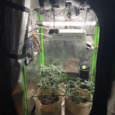 Gelato 007 growlog photo: Major buds during main stem break 😔