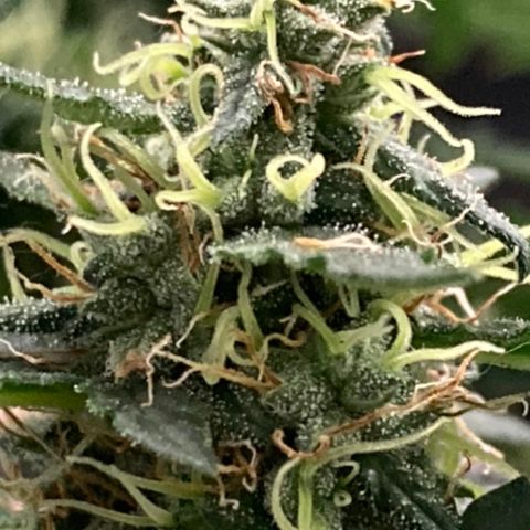 Gelato 007 growlog photo: Major buds during main stem break 😔
