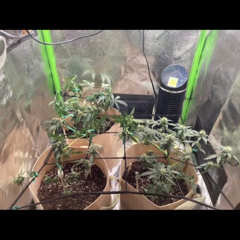 Gelato 007 growlog photo: Major buds during main stem break 😔