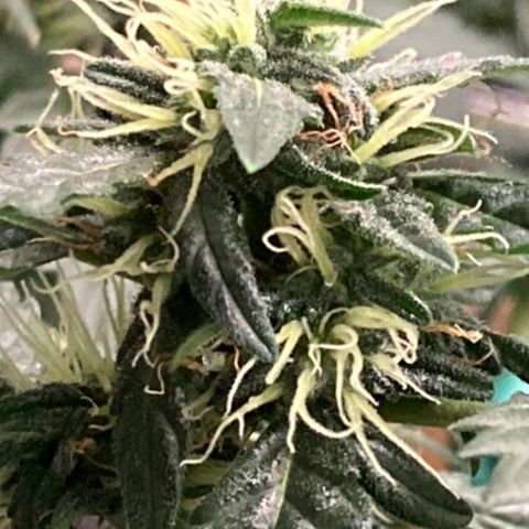 Gelato 007 growlog photo: Major buds during main stem break 😔