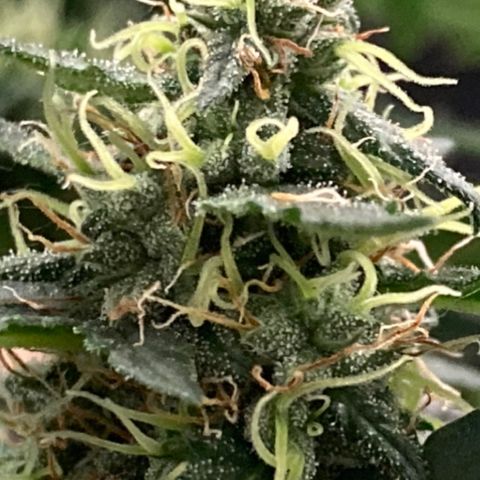 Gelato 007 growlog photo: Major buds during main stem break 😔