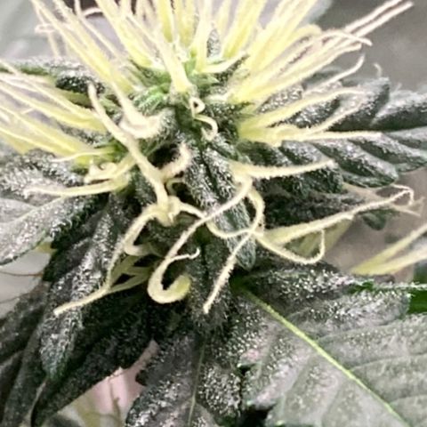Gelato 007 growlog photo: Major buds during main stem break 😔