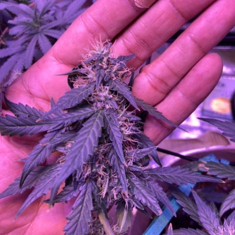 ZKittles 007 growlog photo: Zkittles 