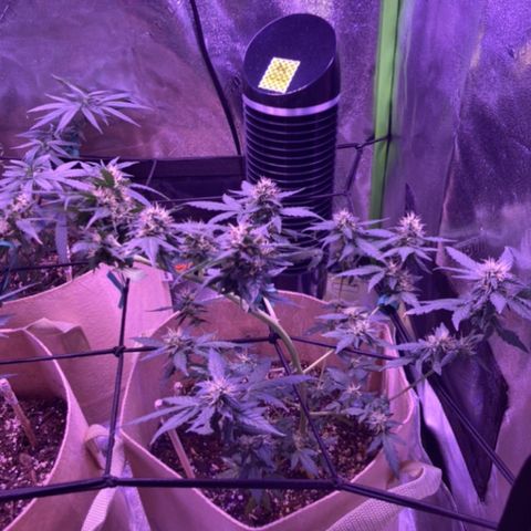 ZKittles 007 growlog photo: Zkittles 