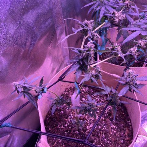 Gelato 007 growlog photo: Gelato