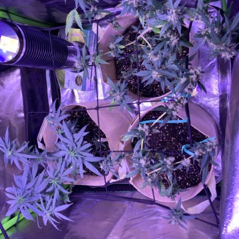 ZKittles 007 growlog photo: Everything looking good