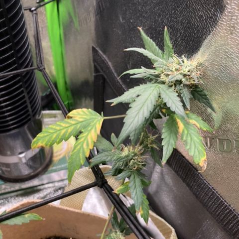 ZKittles 007 growlog photo: After further examination im finding yellowing of leaf edges. In Fan leaves mostly…