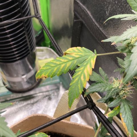 ZKittles 007 growlog photo: After further examination im finding yellowing of leaf edges. In Fan leaves mostly…