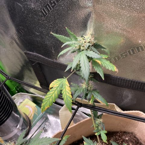 ZKittles 007 growlog photo: Maybe not enough fertilizer?