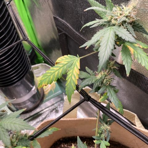 ZKittles 007 growlog photo: Maybe not enough fertilizer?