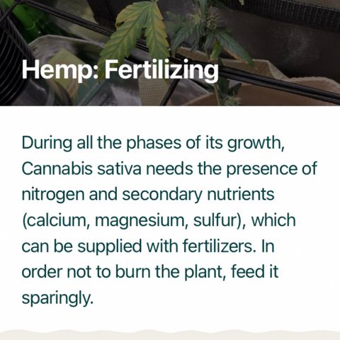 ZKittles 007 growlog photo: Maybe not enough fertilizer?