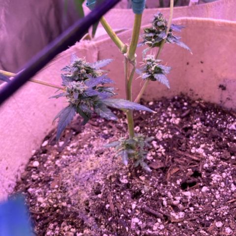 Gelato 007 growlog photo: Gelato after about 2 weeks from main stem breakage. 
