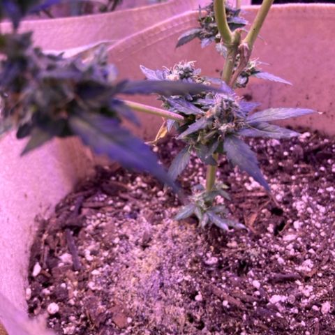 Gelato 007 growlog photo: Gelato after about 2 weeks from main stem breakage. 