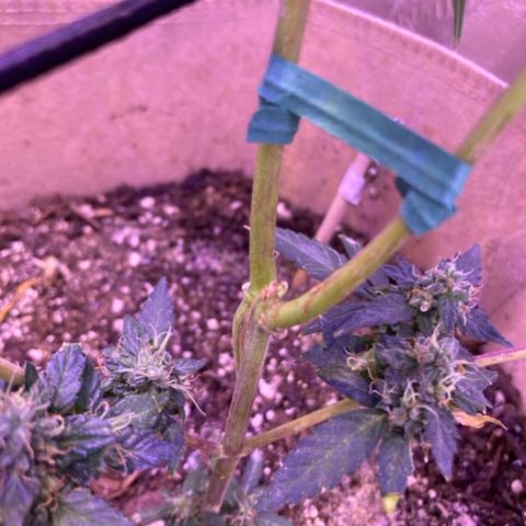 Gelato 007 growlog photo: Gelato after about 2 weeks from main stem breakage. 