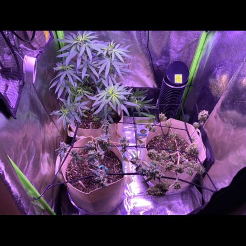 ZKittles 007 growlog photo: Probably should be cutting Zkittles and Gelato down now… 🤔