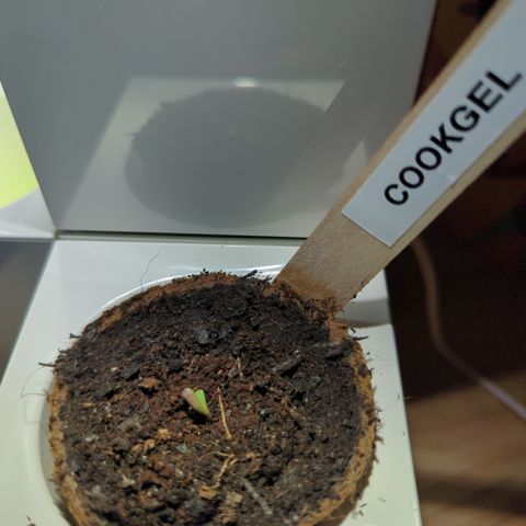 Cookies Gelato Automatic growlog timeline photo