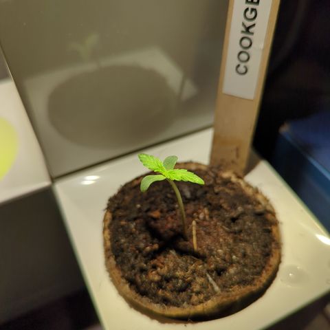 Cookies Gelato Automatic growlog timeline photo