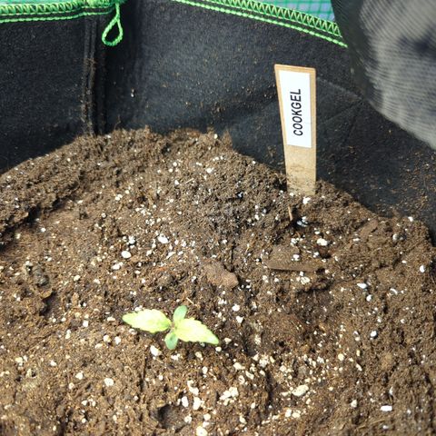 Cookies Gelato Automatic growlog timeline photo