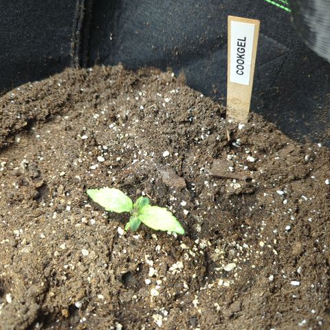 Cookies Gelato Automatic growlog timeline photo