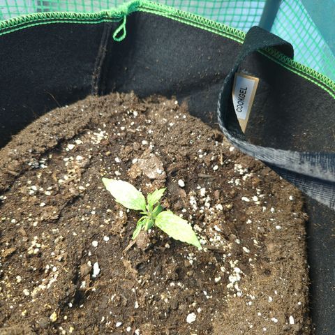 Cookies Gelato Automatic growlog timeline photo