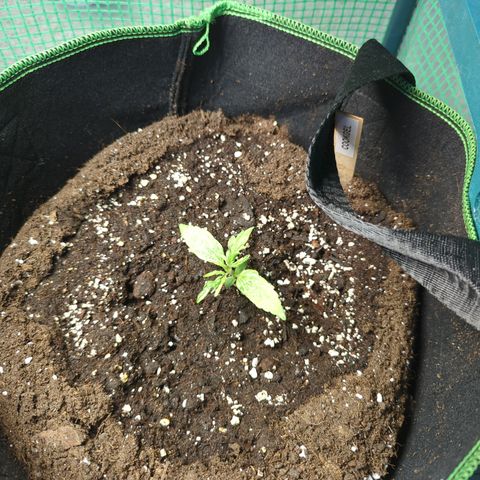 Cookies Gelato Automatic growlog timeline photo