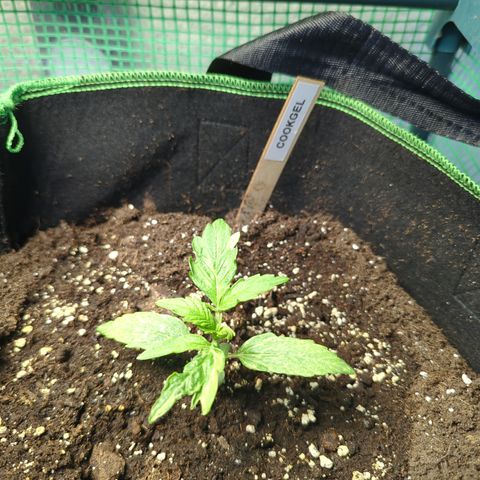 Cookies Gelato Automatic growlog timeline photo
