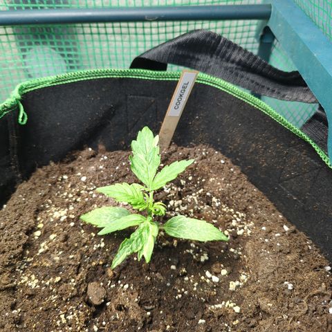 Cookies Gelato Automatic growlog timeline photo