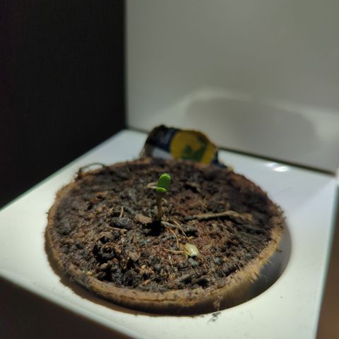 HulkBerry Automatic growlog timeline photo