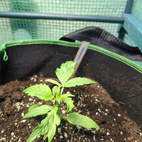 Cookies Gelato Automatic growlog timeline photo