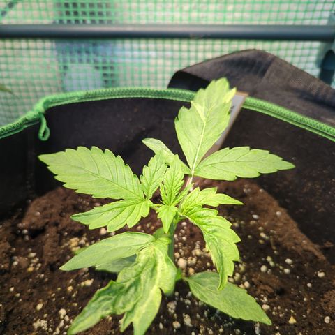 Cookies Gelato Automatic growlog timeline photo