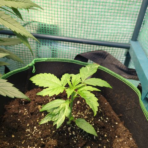 Cookies Gelato Automatic growlog timeline photo