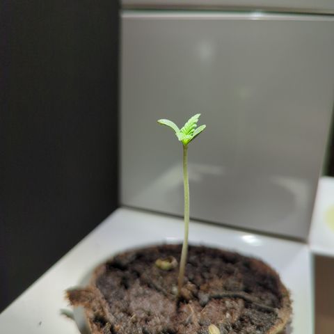 HulkBerry Automatic growlog timeline photo