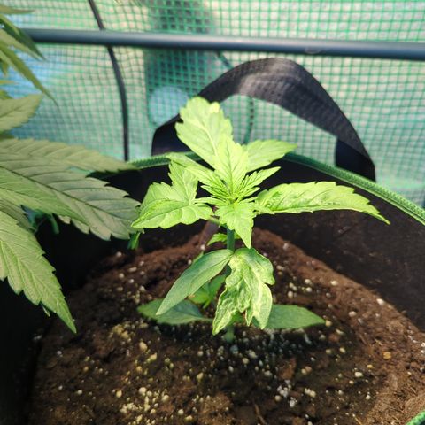 Cookies Gelato Automatic growlog timeline photo