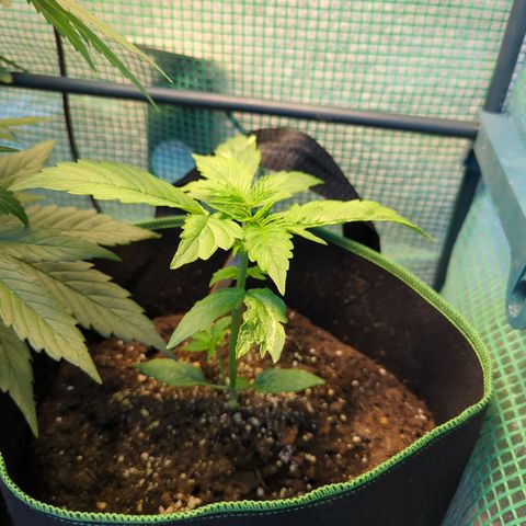 Cookies Gelato Automatic growlog timeline photo