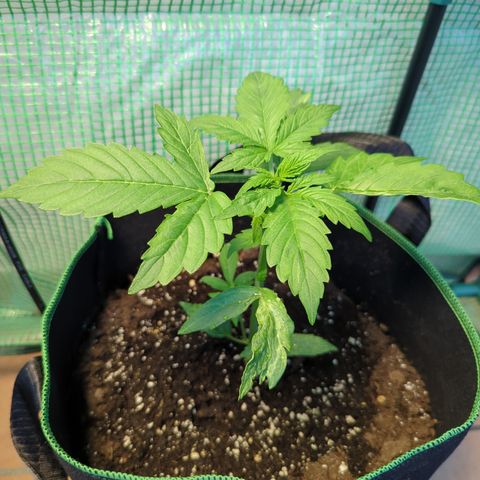 Cookies Gelato Automatic growlog timeline photo