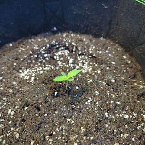 HulkBerry Automatic growlog timeline photo